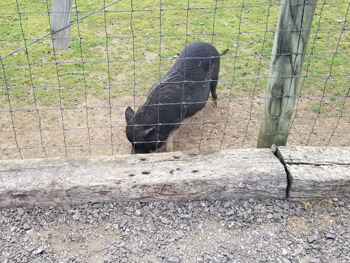 Tourist Attraction «Lucky Ladd Farms», reviews and photos, 4374 Rocky Glade Rd, Eagleville, TN 37060, USA