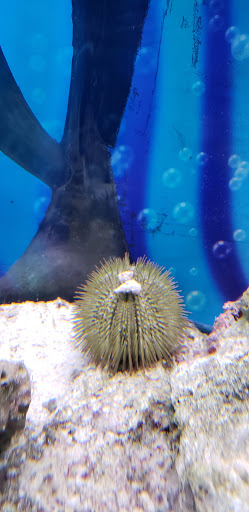 Pet Store «Pet Paradise Grooming», reviews and photos, 1115 Pueblo Blvd Way, Pueblo, CO 81005, USA