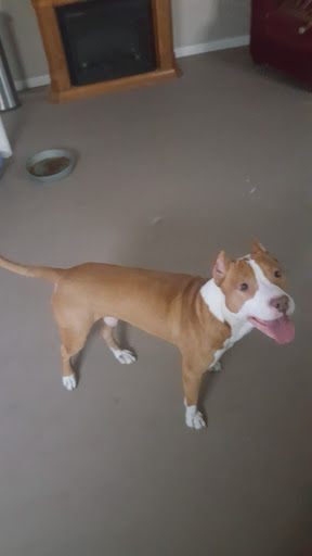 Pet Supply Store «Petco Animal Supplies», reviews and photos, 17930 Halsted St, Homewood, IL 60430, USA