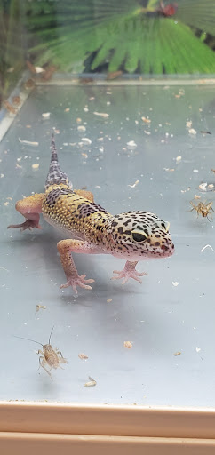 Pet Supply Store «PetSmart», reviews and photos, 1705 N Bechtle Ave, Springfield, OH 45504, USA