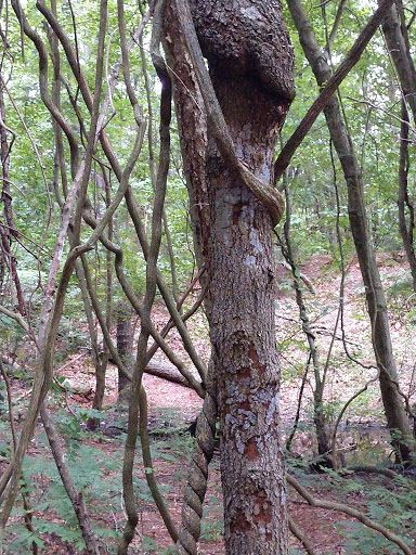 Disc Golf Course «South Vineland Disc Golf Course- Crystal Lake», reviews and photos, W Elmer Rd, Vineland, NJ 08360, USA