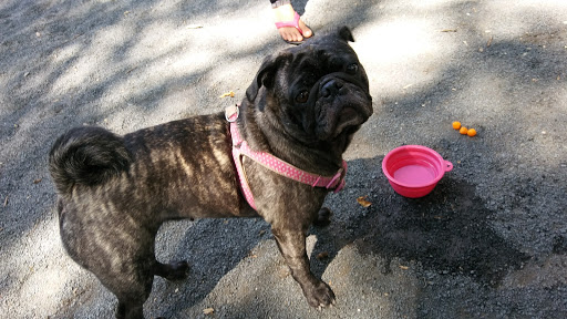 Dog Park «Gateway Dog Park», reviews and photos, 1099 S 4th Ave, Minneapolis, MN 55404, USA