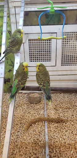 Pet Supply Store «PetSmart», reviews and photos, 1040 Cross Creek Dr, Saltillo, MS 38866, USA