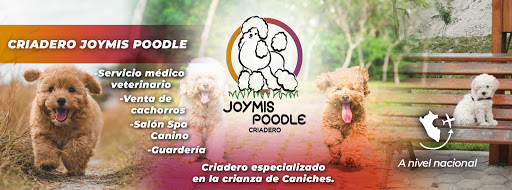 Poodle Kennel Perú