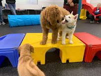 Dog Gone Problems - Photo 3 - Car repair in Omaha, NE, Omaha