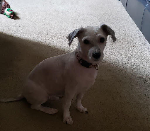 Pet Store «Woof Gang Bakery & Grooming Aberdeen», reviews and photos, 1121 NJ-34, Aberdeen Township, NJ 07747, USA