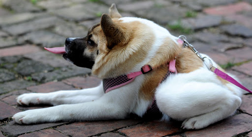 Saving Dogs