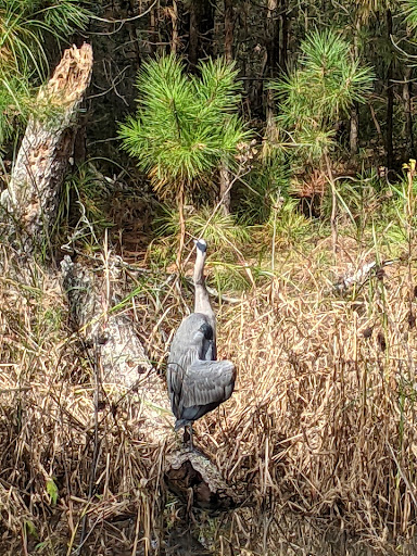 Boat Rental Service «Blackwater Paddle and Pedal Adventures», reviews and photos, 2524 Key Wallace Dr, Cambridge, MD 21613, USA