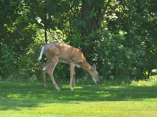 Golf Course «Fairlawn Golf Course», reviews and photos, 3 Sherman Ave, Lincoln, RI 02865, USA