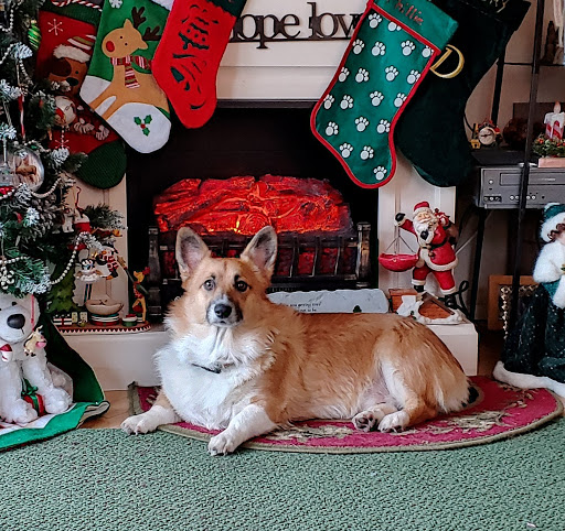 Pet Supply Store «PetSmart», reviews and photos, 2000 Clements Bridge Rd, Woodbury, NJ 08096, USA