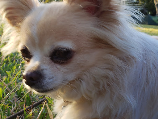 Pet Supply Store «Dog Bar», reviews and photos, 1684 Jefferson Ave, Miami Beach, FL 33139, USA