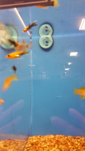Pet Supply Store «PetSmart», reviews and photos, 401 S Mt Juliet Rd #645, Mt Juliet, TN 37122, USA