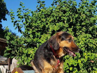 HundeCoach Kohler | Hundeschule & Kurse