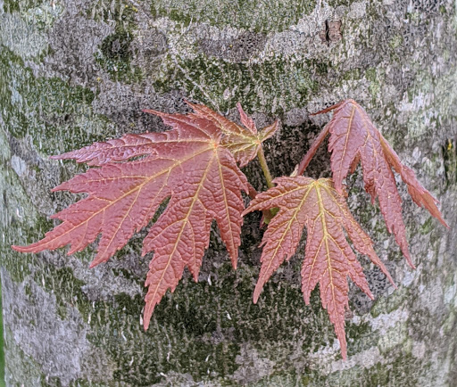 Park «Blandair Regional Park», reviews and photos, 5750 Oakland Mills Rd, Columbia, MD 21045, USA