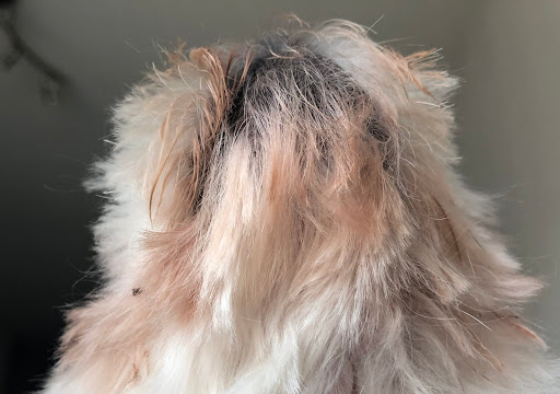 Pet Supply Store «PetSmart», reviews and photos, 6622 Charlotte Pike Suite 108, Nashville, TN 37209, USA