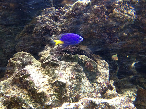 Pet Supply Store «PetSmart», reviews and photos, 6106 Shops Way, Northborough, MA 01532, USA