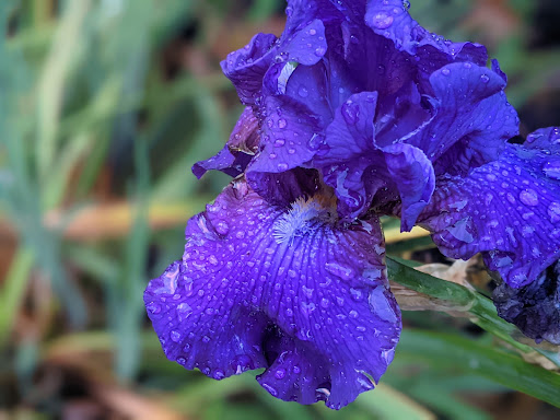 National Park «Hamilton Grange National Memorial», reviews and photos, 414 W 141st St, New York, NY 10031, USA