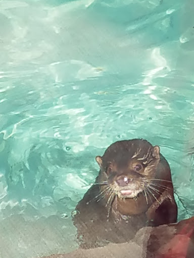 Zoo «Frank Buck Zoo», reviews and photos, 1000 W California St, Gainesville, TX 76240, USA