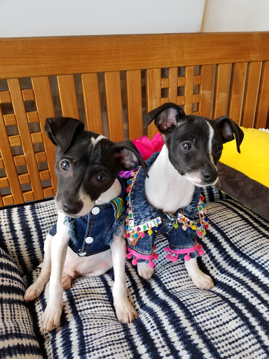 Pet Store «Muttropolis La Jolla», reviews and photos, 7755 Girard Ave, La Jolla, CA 92037, USA