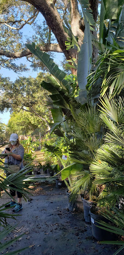 Plant Nursery «Wilcox Nursery», reviews and photos, 12501 Indian Rocks Rd, Largo, FL 33774, USA