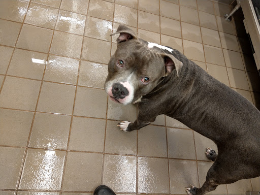 Pet Supply Store «Pet Supplies Plus», reviews and photos, 50633 Gratiot Ave, Chesterfield, MI 48051, USA