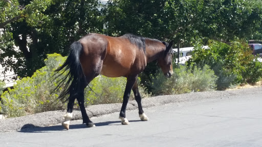 Tourist Information Center «Virginia City Visitor Center», reviews and photos