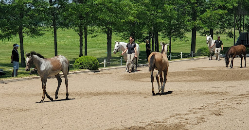 Tourist Attraction «The Tempel Lipizzans», reviews and photos, 17000 W Wadsworth Rd, Old Mill Creek, IL 60083, USA