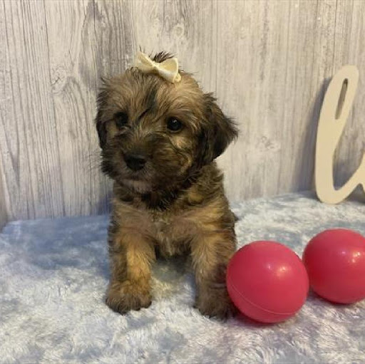 Pet Store «Pet Express», reviews and photos, 250 Granite St, Braintree, MA 02184, USA