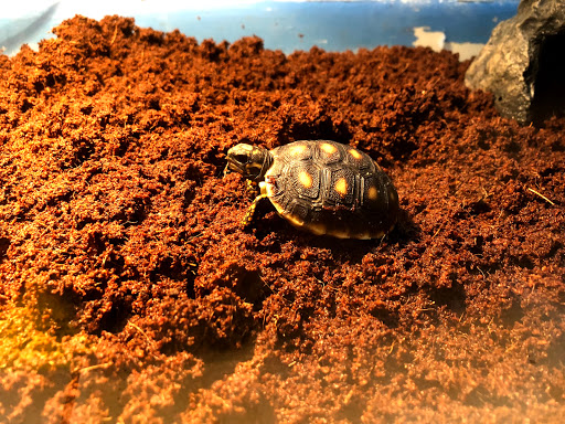 Tropical Fish Store «Hooked On Reefs», reviews and photos, 228 Hibiscus St #1, Jupiter, FL 33458, USA