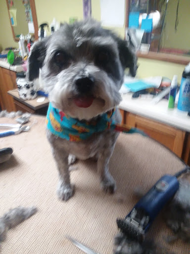 Pet Groomer «Precious Paws Pet Grooming», reviews and photos, 1807 Franklin St, Michigan City, IN 46360, USA