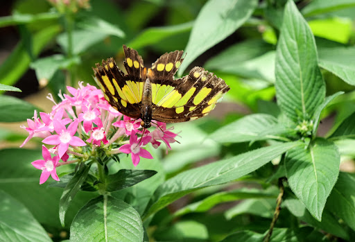 Tourist Attraction «The Shops at The Butterfly Estates and Florida Native Butterfly Society Conservatory (501c3)», reviews and photos, 1815 Fowler St, Fort Myers, FL 33901, USA