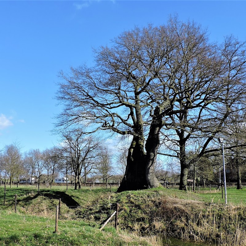 Oudste Eik van Nederland