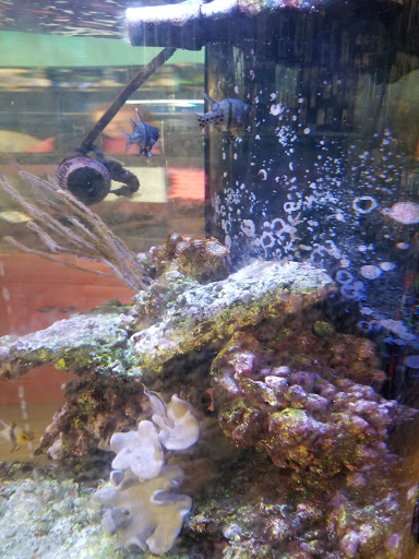 Tropical Fish Store «Aquatic Wildlife Co», reviews and photos, 70 Buckland Rd, South Windsor, CT 06074, USA