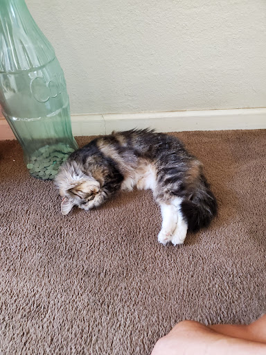 449 N 1st St, Dixon, CA 95620, USA