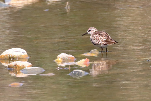 Park «Hugh Ramsey Nature Park», reviews and photos, 1000 TX-499 Loop, Harlingen, TX 78550, USA