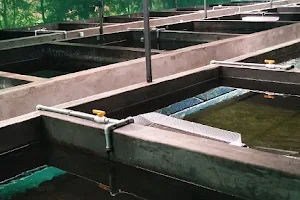 BUDGET GUPPY FISH FARM image