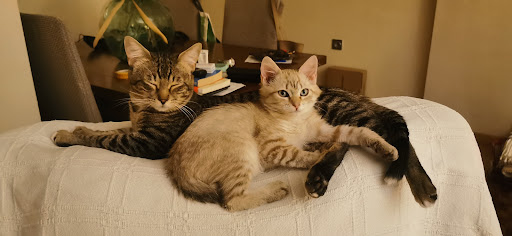 Clínica Veterinaria Tierra de Mascotas en Cieza