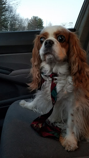 Park «Ellsworth McAfee Park», reviews and photos, 363 South St, Northborough, MA 01532, USA