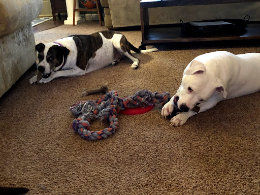 Pet Supply Store «Lazy Creek Discount Pet Food & Supplies», reviews and photos, 351 E Church St, Leesville, SC 29070, USA