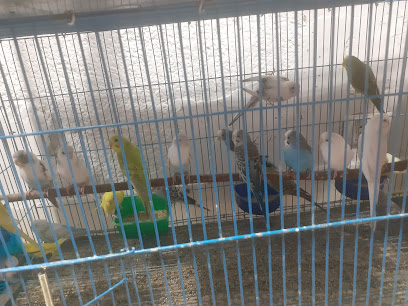 Goldn Bird جولدن بيرد