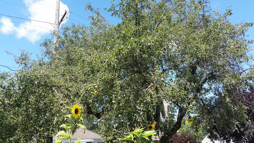 Park «Sewallcrest Park», reviews and photos, SE 31st Ave & Market St, Portland, OR 97214, USA