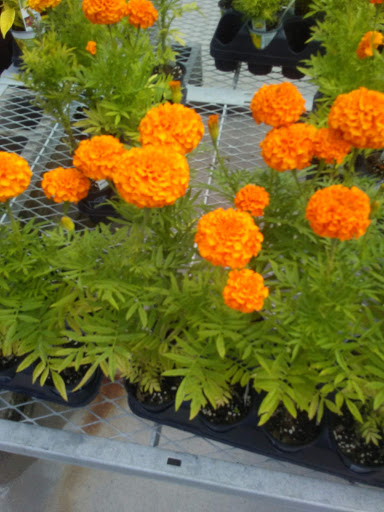 Home Improvement Store «The Home Depot», reviews and photos, 1600 Gadsden Hwy, Trussville, AL 35173, USA