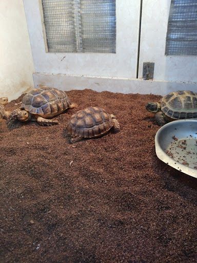 Pet Store «Forever Pets Inc», reviews and photos, 1030 Basse Rd, San Antonio, TX 78212, USA