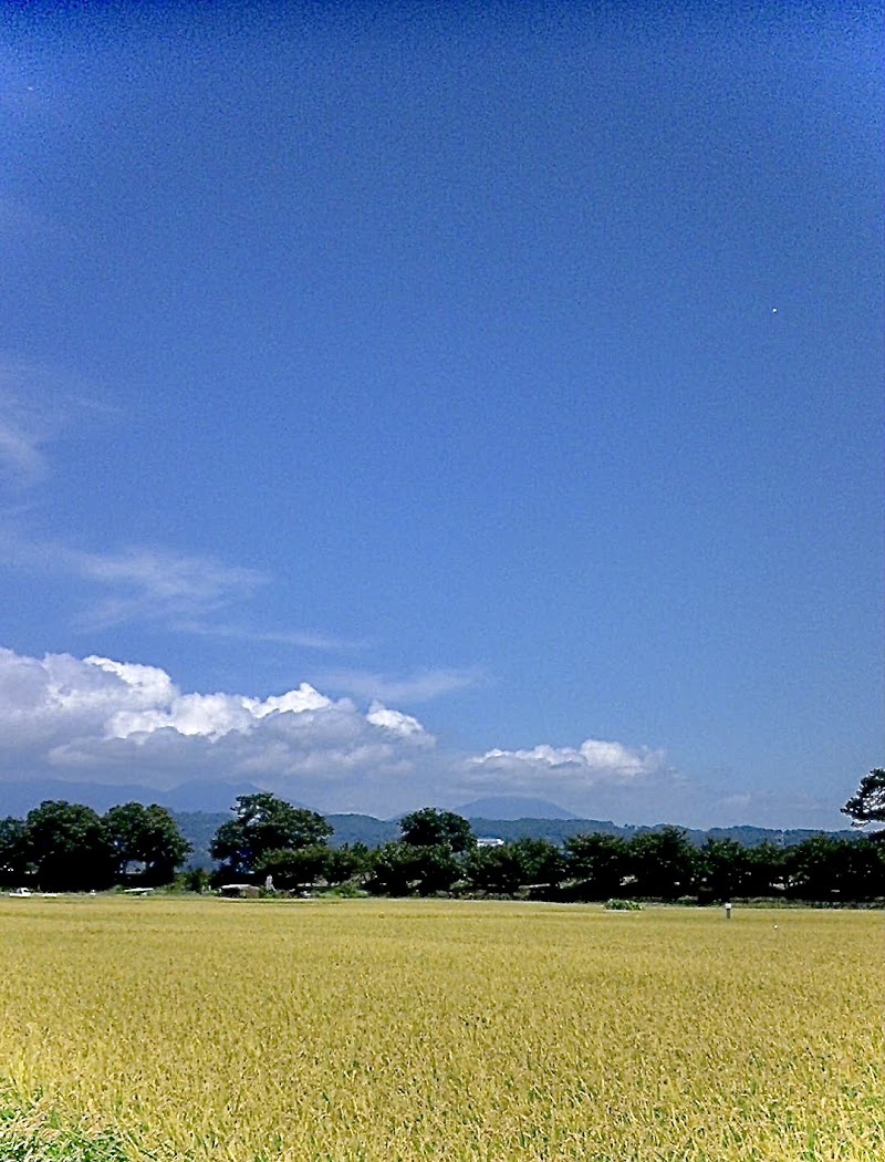 報徳松並木