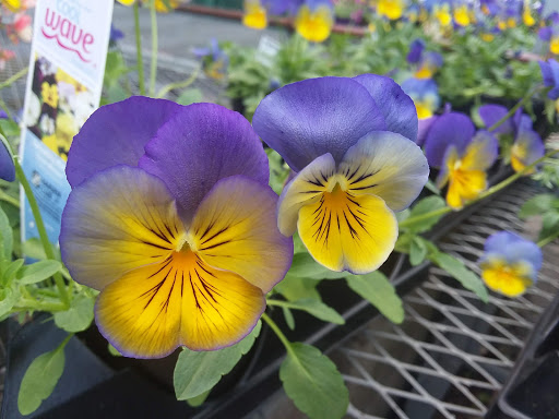 Home Improvement Store «The Home Depot», reviews and photos, 310 N White Horse Pike #1, Lawnside, NJ 08045, USA