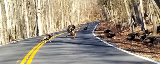 Park «Bays Mountain Park & Planetarium», reviews and photos, 853 Bays Mountain Rd, Kingsport, TN 37660, USA