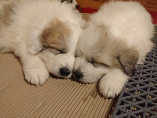 Canil Lux Opifex Immanis - Cão Montanha dos Pirinéus