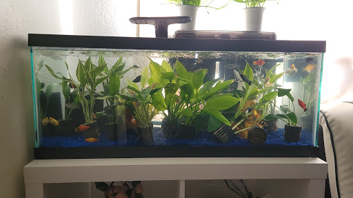 Bird Shop «Birdman Pet Shop», reviews and photos, 3520 N Figueroa St, Los Angeles, CA 90042, USA