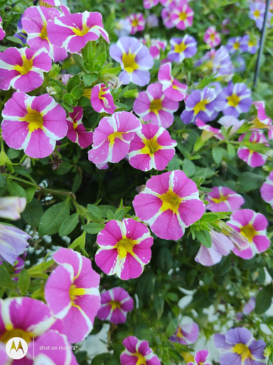 Home Improvement Store «The Home Depot», reviews and photos, 5800 Lincoln Ave, Cypress, CA 90630, USA