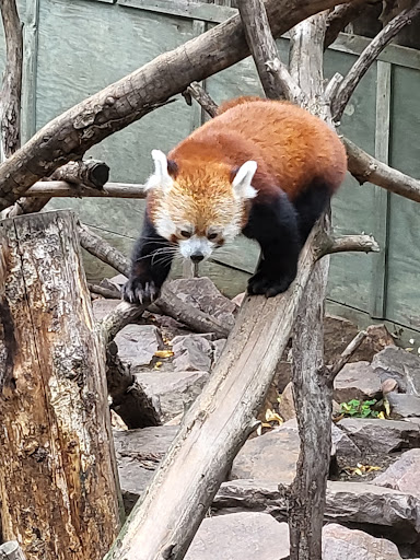 Zoo «Great Plains Zoo & Delbridge Museum of Natural History», reviews and photos, 805 S Kiwanis Ave, Sioux Falls, SD 57104, USA